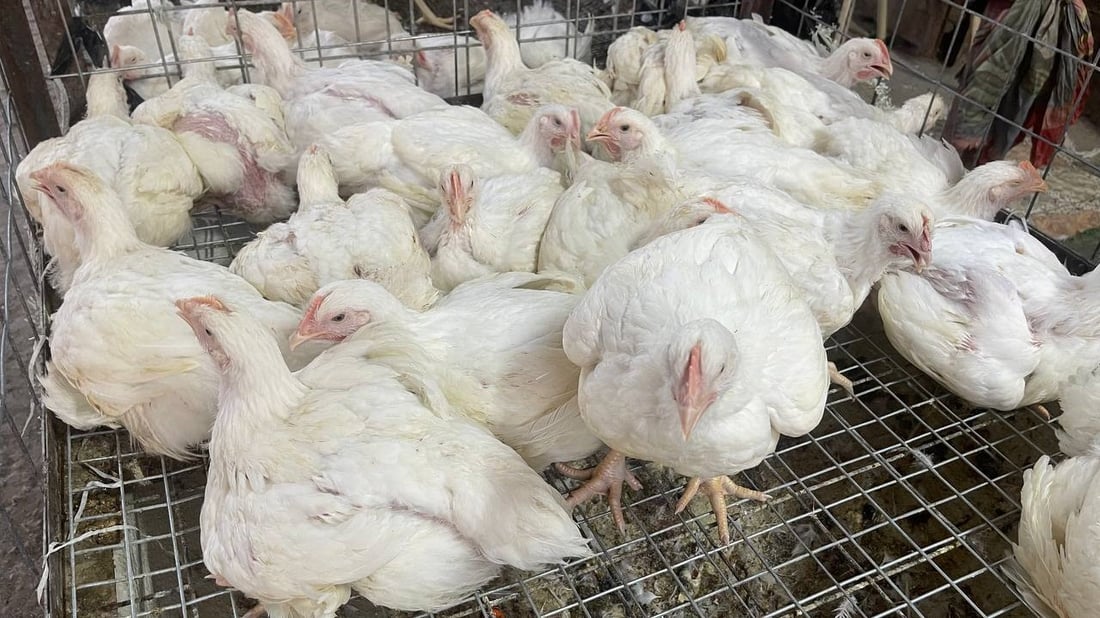 صور: دجاج “الشرش” وصل سوق القرنة.. رخيص ولا أحد يشتري الأحمر