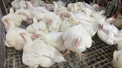 فيروس غامض يضرب دواجن كردستان.. “هلاك كثير” ودعوات لطلب مساعدة من خارج البلاد