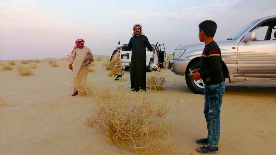 “عذراً خليجي البصرة”.. خليجيون إلى صحراء السماوة بحثاً عن الحبارى والشاهين (صور)
