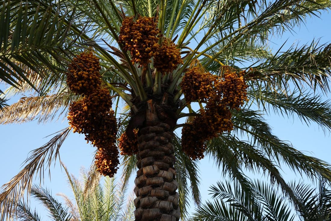 فيديو: موسم الرطب بلغ الذروة شمال البصرة ويسوق 10 أطنان يومياً