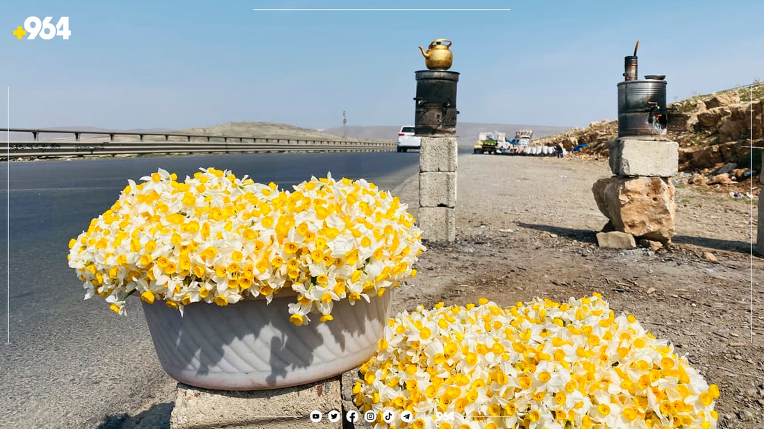 منداڵە نێرگز فرۆشەکانی لۆفەی سپیلک