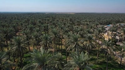 باستخدام الدرون.. زراعة كربلاء تراقب حشرة الدوباس في بساتين النخيل