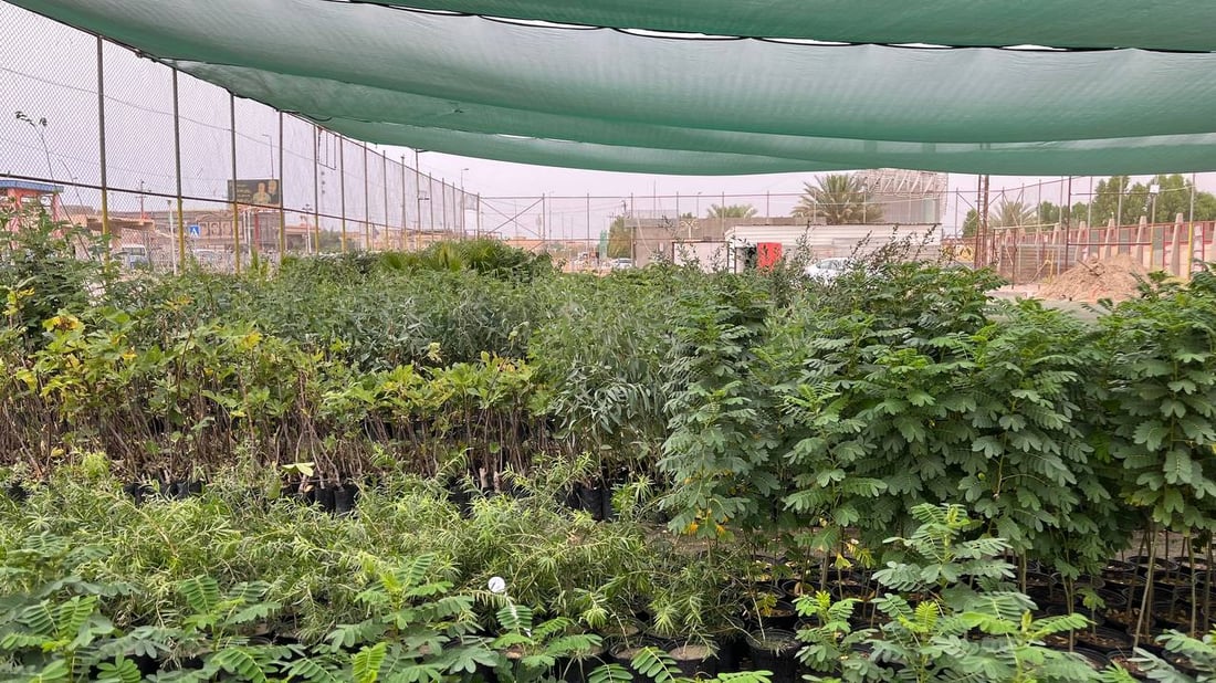 ترك الرياضيات وافتتح أكبر مشتل في كرمة علي.. بصراوي يستثمر 30 مليون دينار