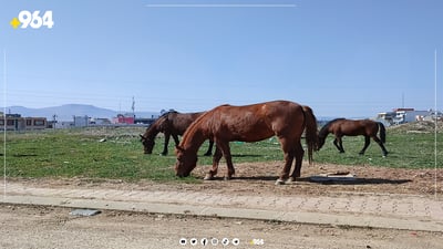 هەر سەگ نا، به‌كره‌جۆ به‌ده‌ست ئه‌سپ و مانگاش گرفتاره‌