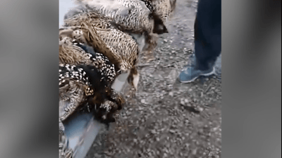 چەند راوچیەک لە سنوری کفری دەیان پۆڕیان کوشتووە