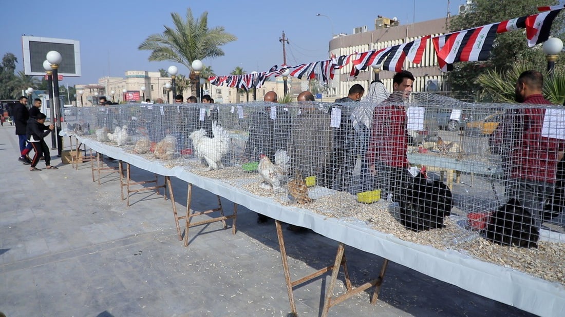 الأبراهما التركي والبلتم الإسباني في مهرجان دجاج الزينة الأول بالديوانية (صور)