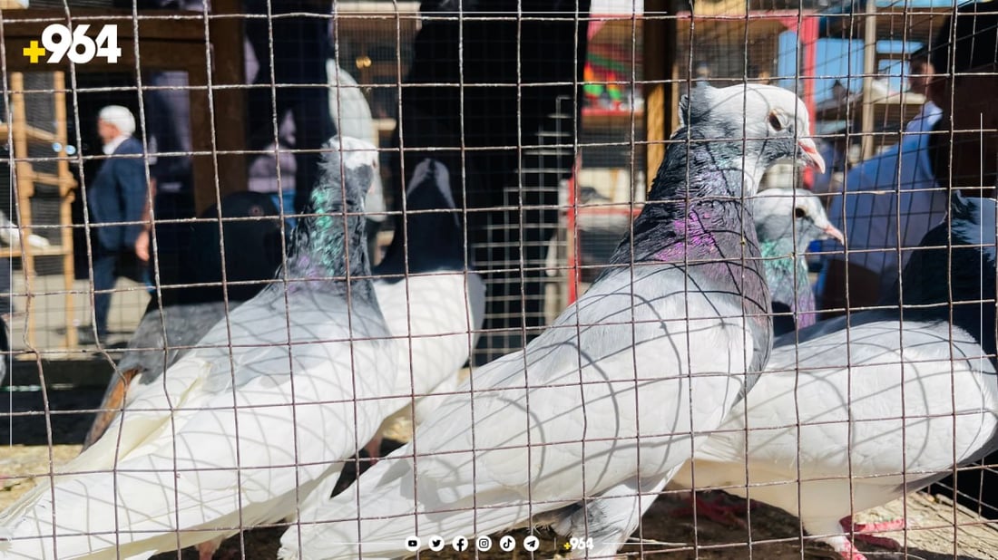 بازاڕەكە تەنها كۆتری تێدا نافرۆشرێت بەڵك و مریشك و قەل و قاز و ریشۆڵە و چەندین جۆری تری باڵندە و ئاژەڵی تێدا دەفرۆشرێت.