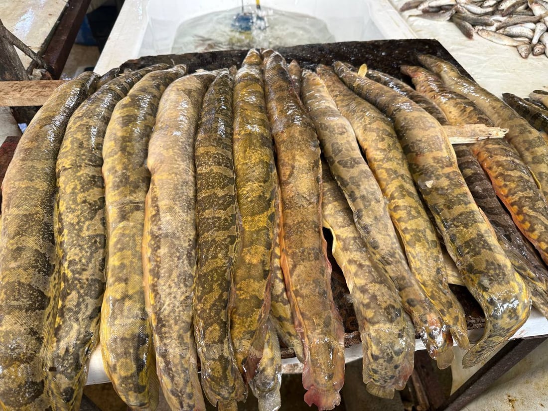 صور: أسماك المحافظات لم تصل الى سوق الميدان في الموصل.. والسعر ارتفع قليلاً