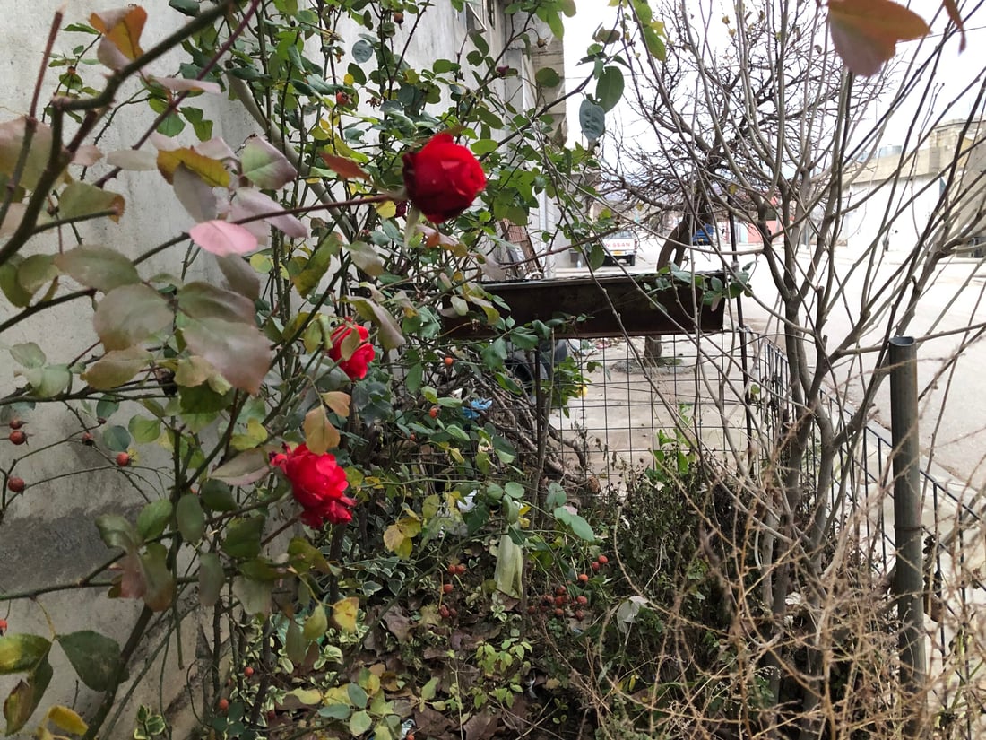 لەناو سەرما و بەفری پێنجوێن گوڵەباخەکان هەر گەشن