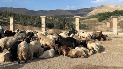 یەکەم رۆژی جەژن کوشتارگەی سلێمانی 655 سەر ئاژەڵی قوربانی سەربڕیوە