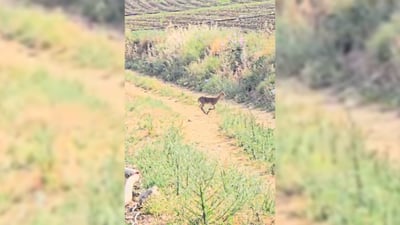  وشکەساڵى بزنە کێوییەکانى هێنایە دەشتاییەکان