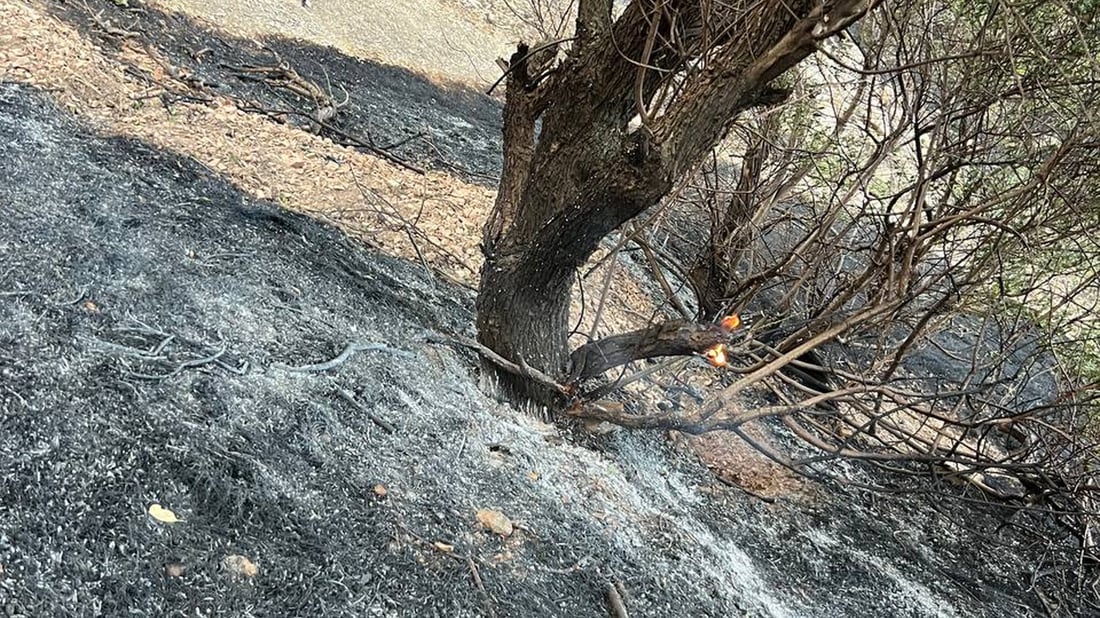 بەرگری شارستانی سلێمانی نیگەرانە لە سوتانی دارسنەوبەرەکانی گۆیژە