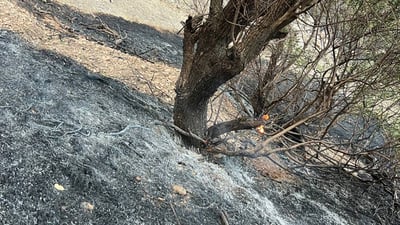 بەرگری شارستانی سلێمانی نیگەرانە لە سوتانی دارسنەوبەرەکانی گۆیژە