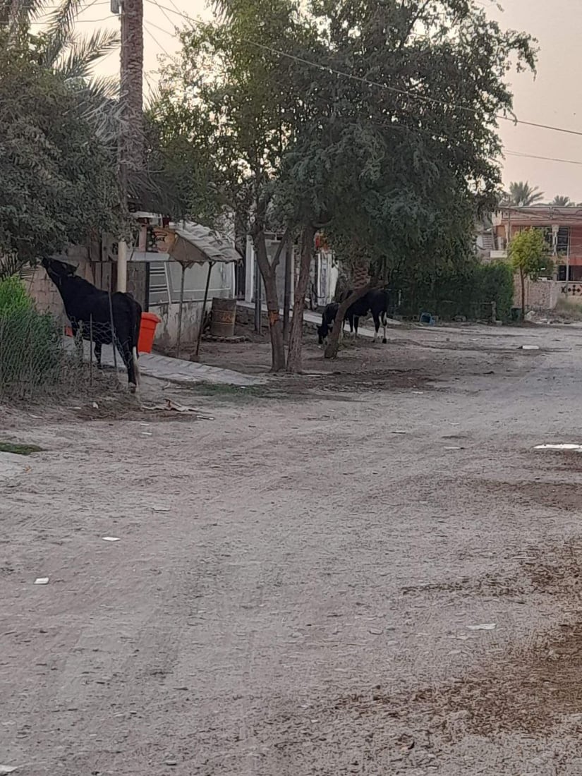 المقدادية: أبقار الوجيهية في كل مكان.. والسكان يطالبون بـ”اعتقالات”! (صور)