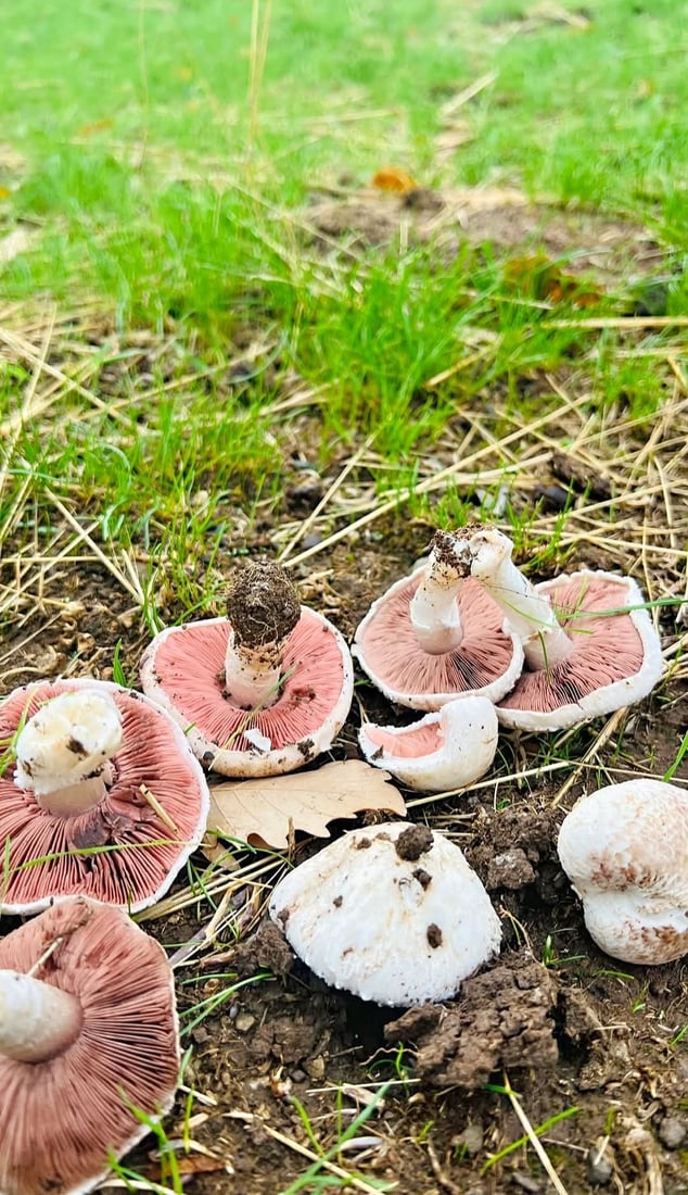 أمطار الخريف تطلق موسم الفطر البري في جبال سوران.. الكيلو بـ4 آلاف دينار