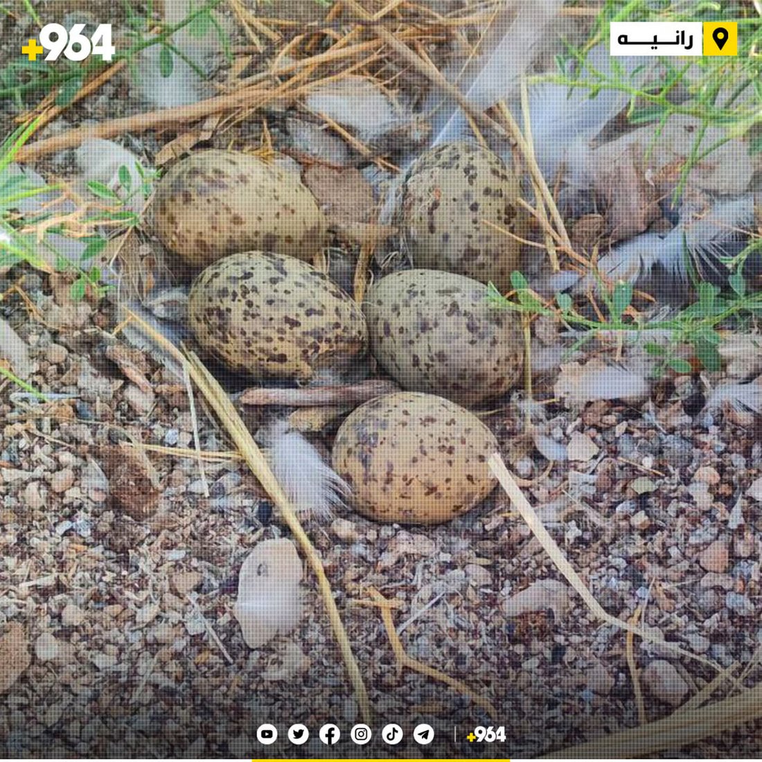 صور مدهشة من أعشاش النوارس عند بحيرة دوكان.. البيض يفقس الآن