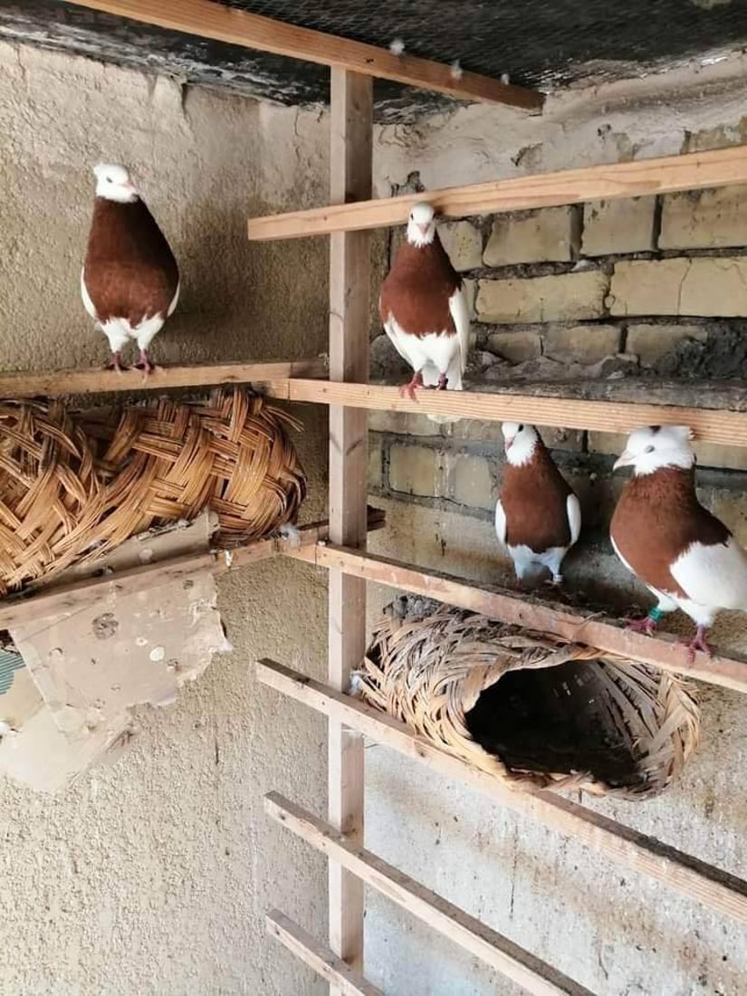 نحو الخلاص من لقب “المطيرجية”.. هواة كربلاء يؤسسون نادياً للحمام “المسجي” (صور)