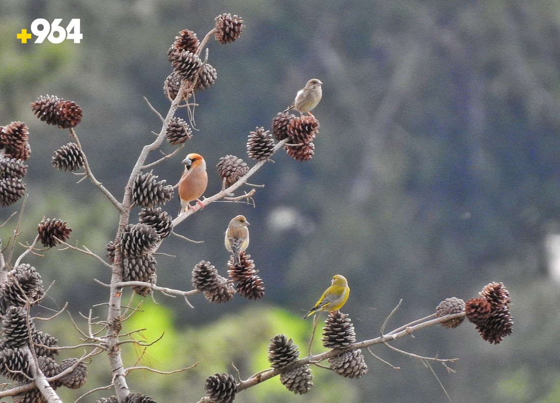 باڵنده‌ كۆچه‌رییه‌كان لە هه‌رێمی كوردستانه‌وه‌ ده‌چنه‌ ناوچه‌ سارده‌كان