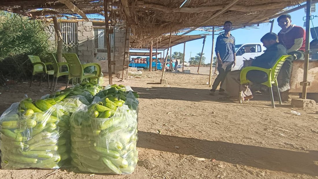 حصاد الشتاء بدأ في الرضوانية والعلاوي تبيع ما تبقى من محاصيل الصيف (صور)