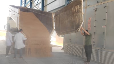 کەلار دەستی بە وەرگرتنی گەنم کرد