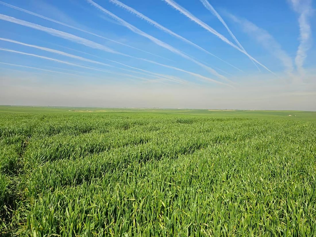 له ‌هه‌ولێر به‌دواداچوون بۆ چاندنى گه‌نمه‌ خۆماڵییه‌كه‌ ده‌كرێت