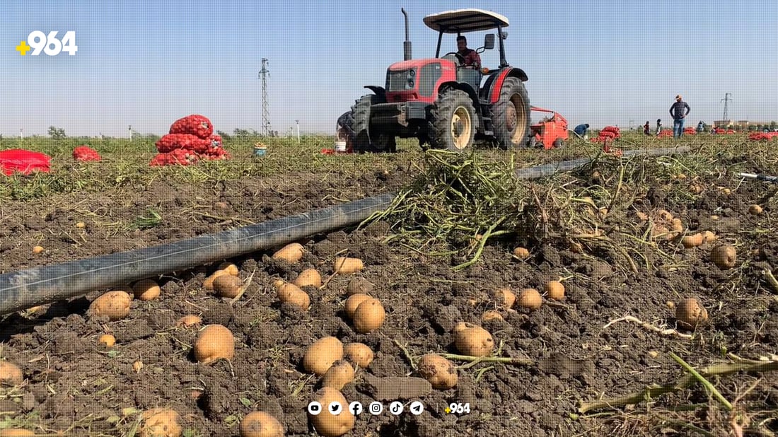 بەشێك لە كرێكارانی كۆكردنەوەی پەتاتە ناڕەزایەتییان دەربڕی  