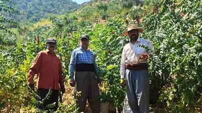 له‌ ده‌ڤه‌رى گونده‌كانى زێباری كاتى رنینه‌وه‌ى سماق دیاریكرا‌