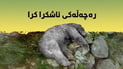 ژینگه‌ى سۆران ره‌چه‌ڵه‌كى ورچه‌ كوژراوه‌كه‌ى باڵەکایەتی ئاشكرا ده‌كات
