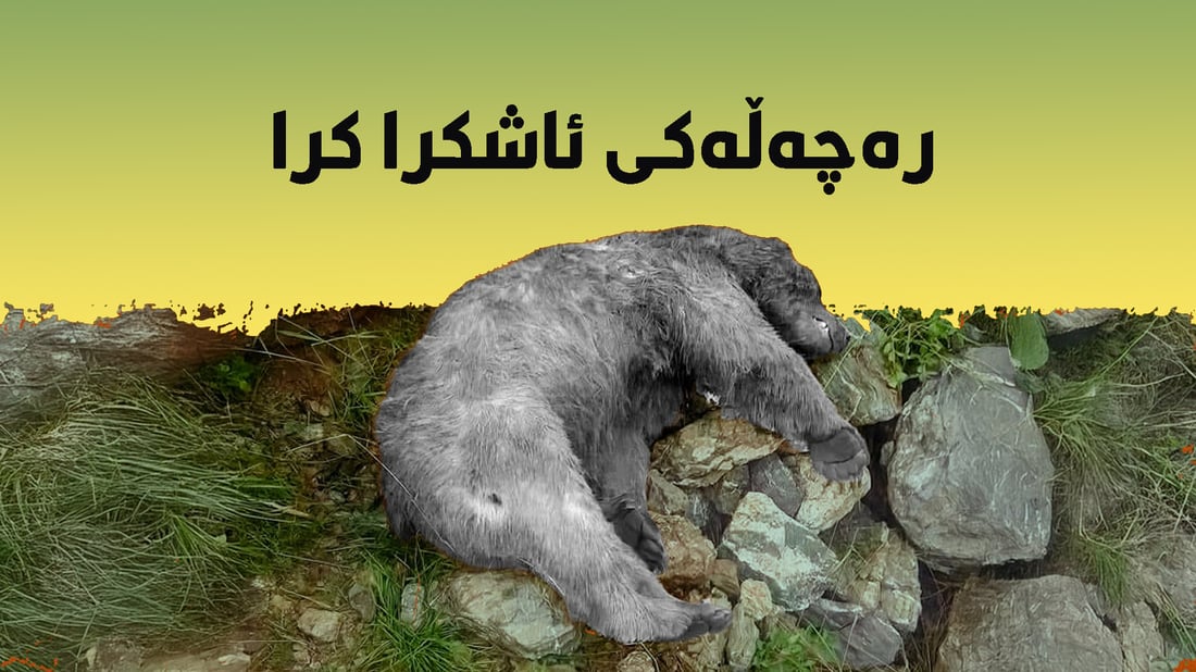 ژینگه‌ى سۆران ره‌چه‌ڵه‌كى ورچه‌ كوژراوه‌كه‌ى باڵەکایەتی ئاشكرا ده‌كات