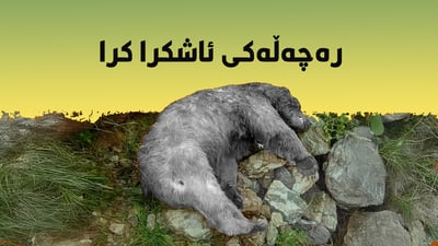 ژینگه‌ى سۆران ره‌چه‌ڵه‌كى ورچه‌ كوژراوه‌كه‌ى باڵەکایەتی ئاشكرا ده‌كات