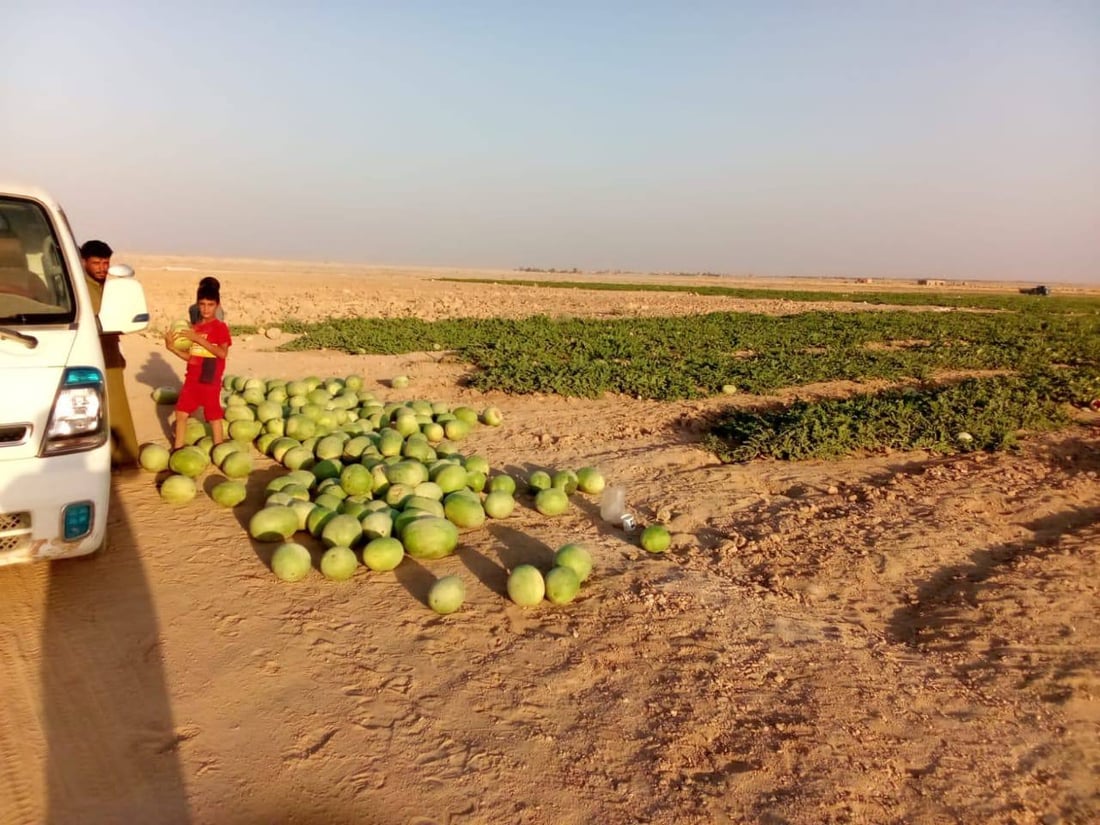 “أبو الجير” ليست صحراءً.. تجربة “صلاح” نجحت في الرمادي والمحاصيل وفيرة (صور)