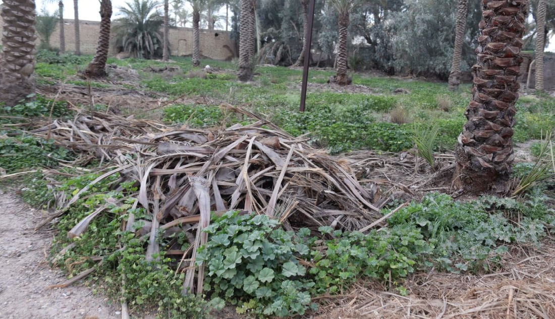 سماد طبيعي من سعف النخيل.. صحي بلا كيمياويات وهكذا تنتجه التاجي (صور)