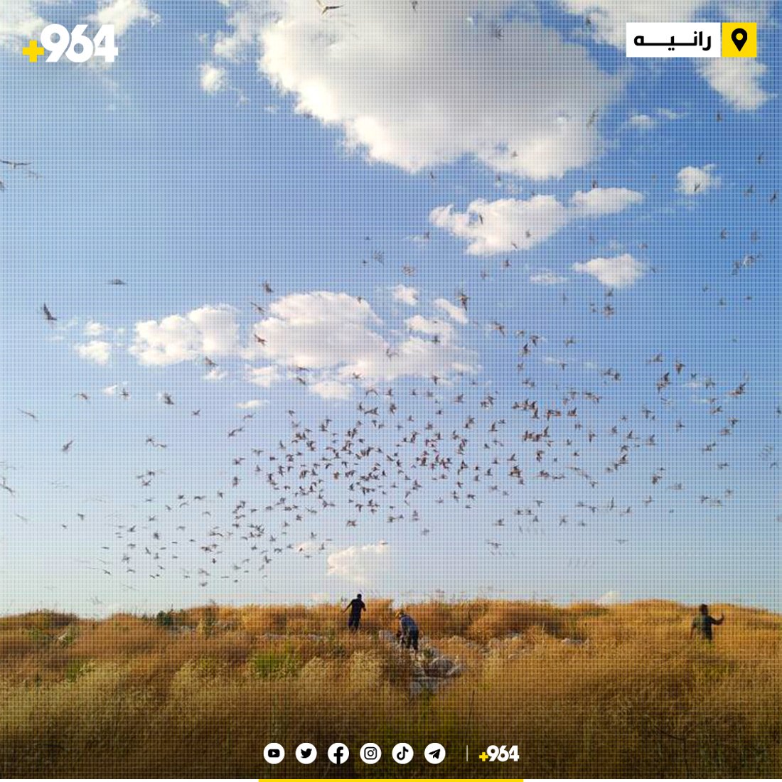 ئەگەر لە دۆخێكی لەباردابن دەتوانن 20 ساڵ بژین و هەر ساڵێكیش دەتوانن شەش بێچوو دروستبكەن.