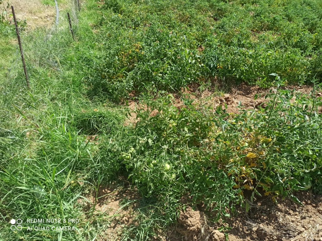 رەشەباکەی پشدەر هەڕەشە لە بەروبوومی جوتیاران دەکات