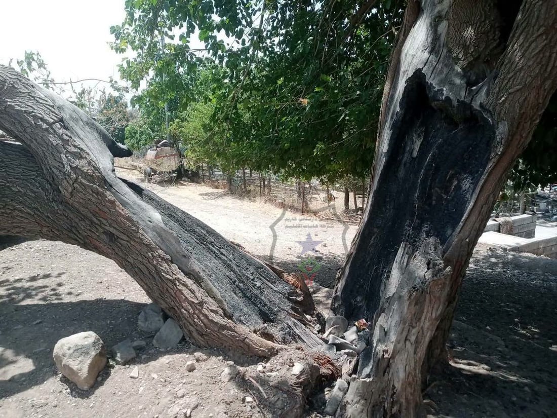 لەلایەن کەسانى نەناسراوەوە ئەم دارە 200 ساڵە سووتێندرا