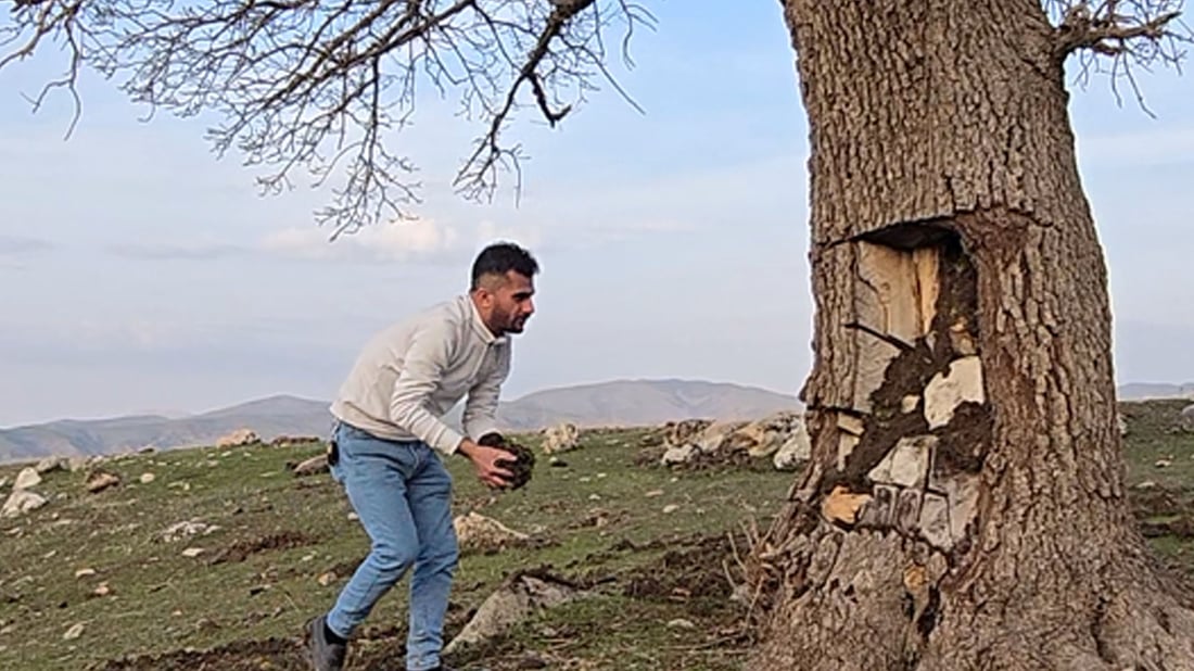 Honey hunters hollow out 150-year-old tree in Darbandikhan village, residents say