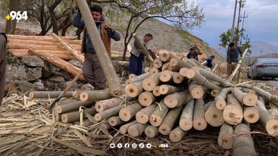 ئه‌سپینداره‌كانی دۆڵی ئالانە پێش کاتی خۆیان بڕانه‌وه‌