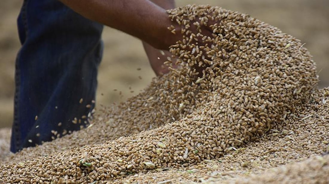 نزیكەی 50 هەزار تۆن گەنمی كۆگاكراوی عێراق تێكچوو