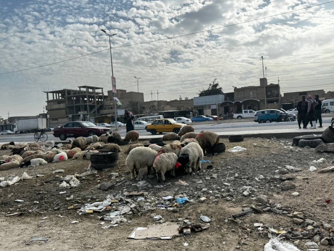 متى تتخلص كربلاء من باعة المواشي في حي الغدير؟.. التبليط شجعهم أكثر!