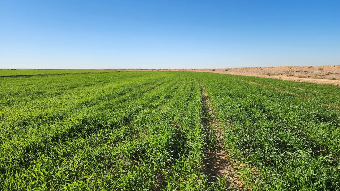 964mediaصورة من منصة (شبكة): 