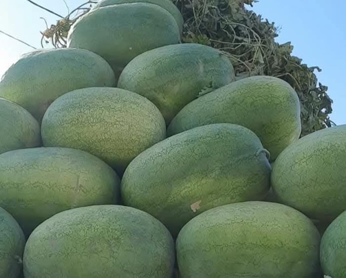 ئه‌مساڵ شوتییه‌كه‌ى پردێ به‌شه‌رتى چه‌قۆ نافرۆشرێت