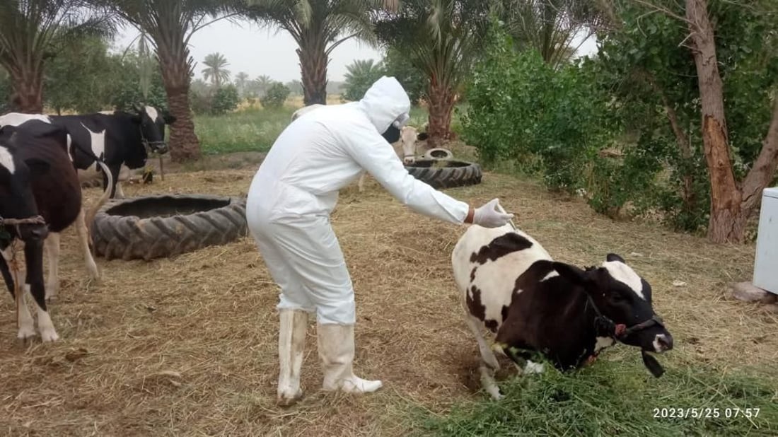 صور: الصليب الأحمر يغطس أبقار وأغنام بابل في أحواض التعقيم.. المدينة مازالت صامدة