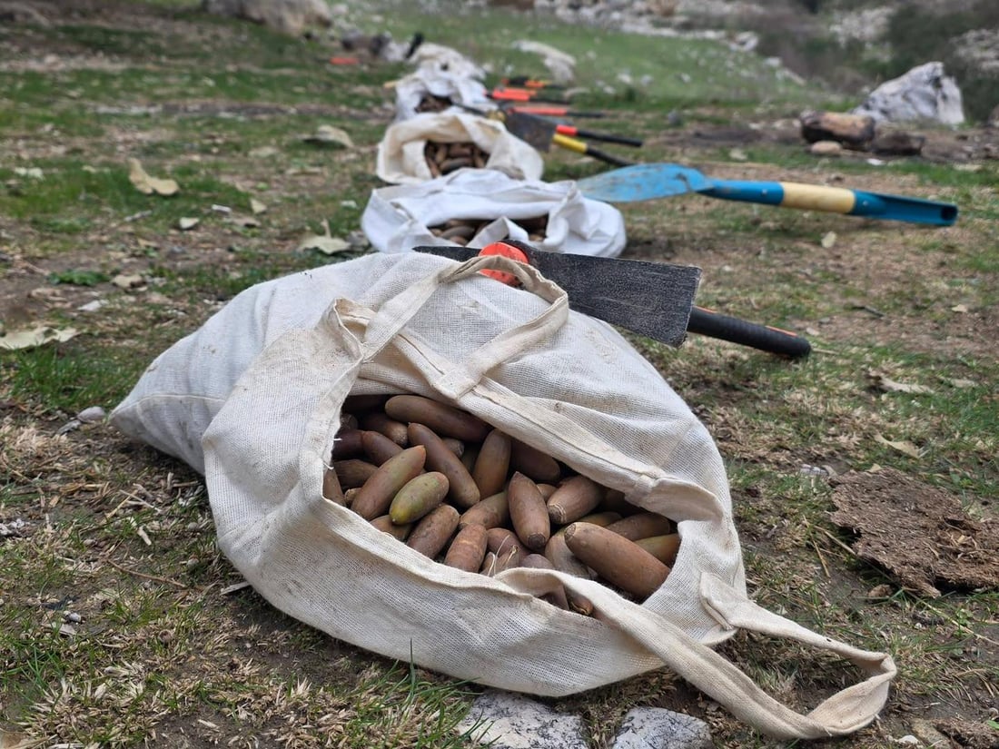 لە هەڵمەتی زاگرۆسانە 60 کەس بەیەکەوە بەڕوویان لە بناری بەمۆ چاند
