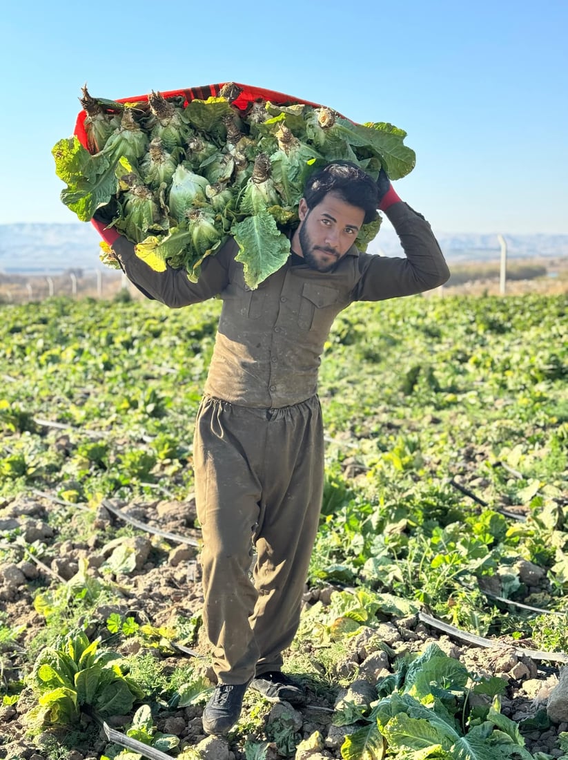 له‌ سێگردكان وه‌رزى لێكردنه‌وه‌ى كاهو ده‌ستپێكرد