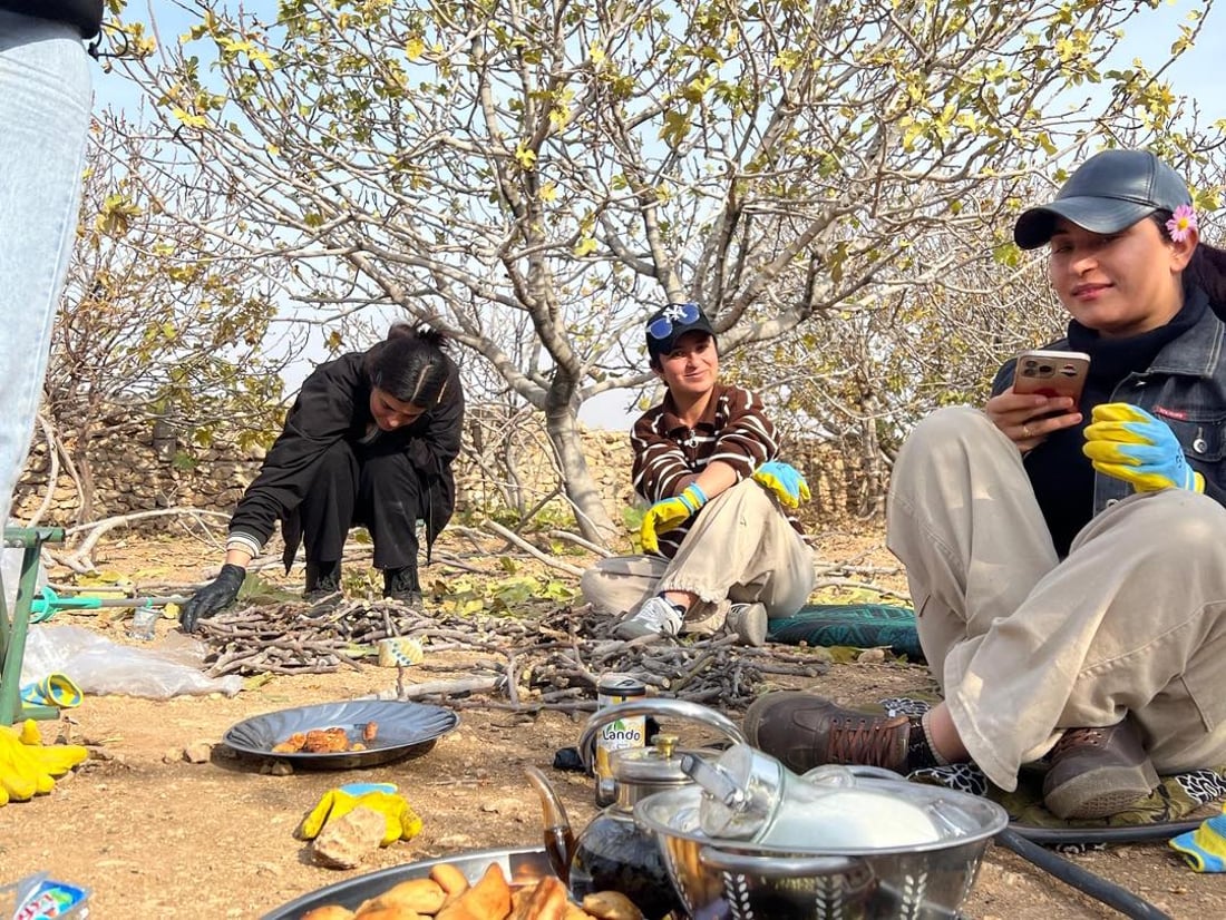 لە چیای شنگال 20 هەزار قەڵەمە هەنجیری خۆماڵی ئامادە دەکرێت