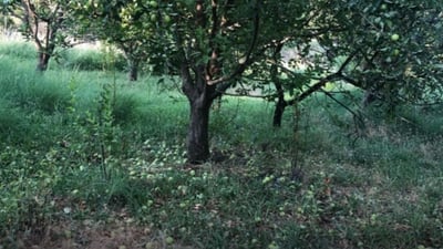 Strong wind damage orchards in Sidakan