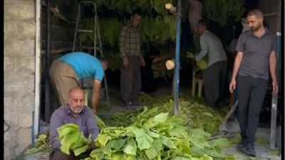 Traditional tobacco farming fades in Kurdistan as modern alternatives rise