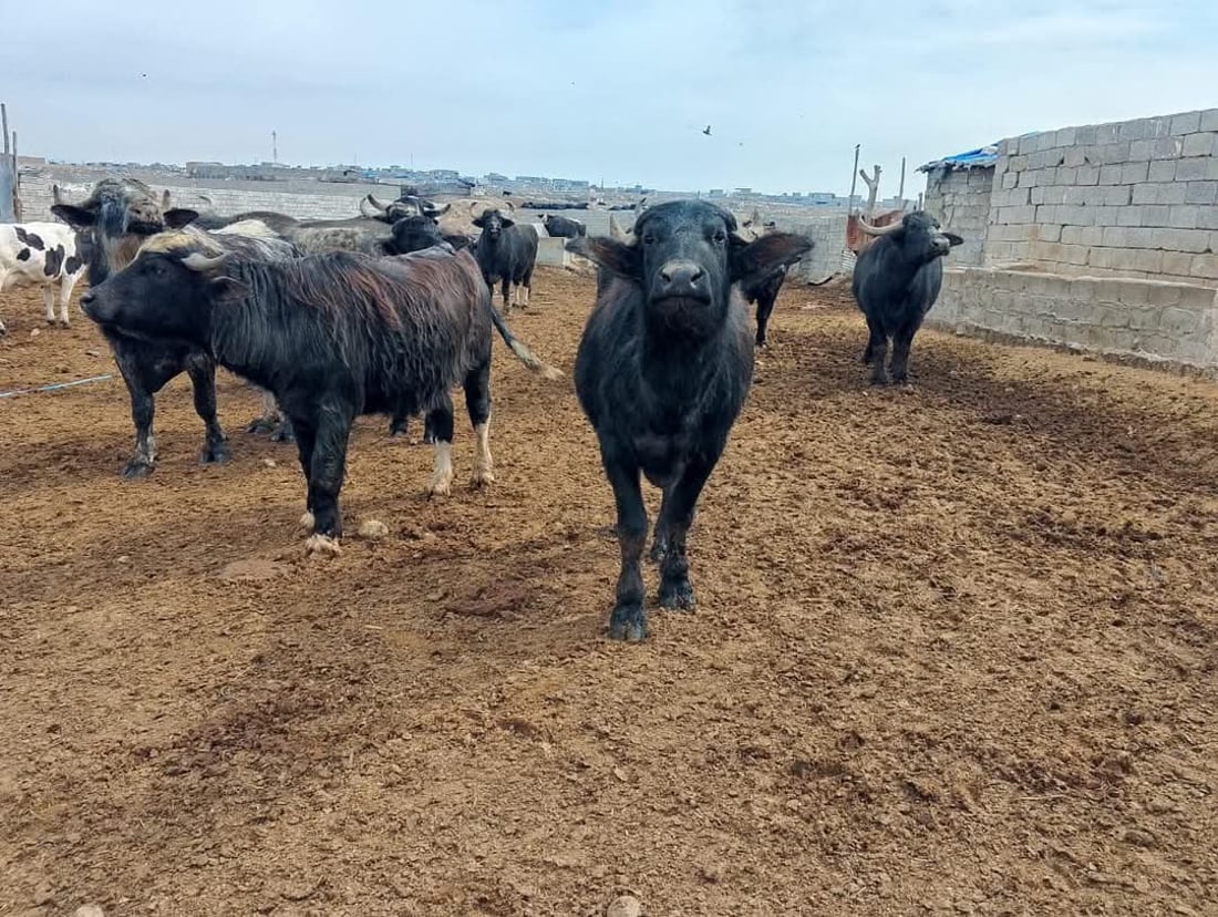 لە خورماتوو ئامادەکاری دەکرێت بۆ رووبەڕووبوونەوەی ڤایرۆسی FMD