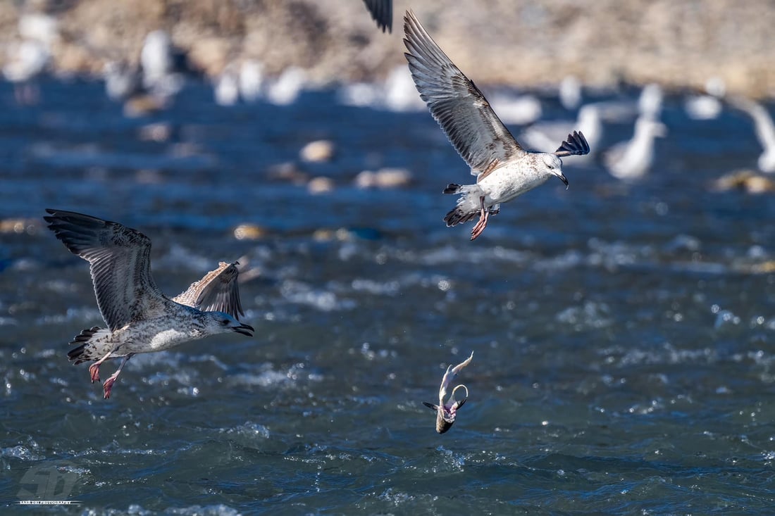 فۆتۆگرافه‌رێك دیمه‌نى شه‌ڕی نه‌وڕه‌سه‌كان له‌سه‌ر ماسی تۆمار ده‌كات