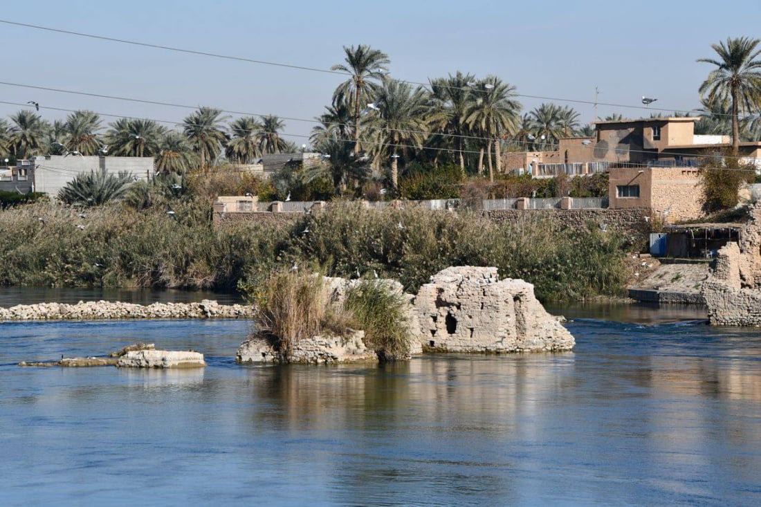 صور: نوارس آسيا الوسطى تحط على نواعير هيت.. فرصة لتوثيق ملامح الطائر المهاجر